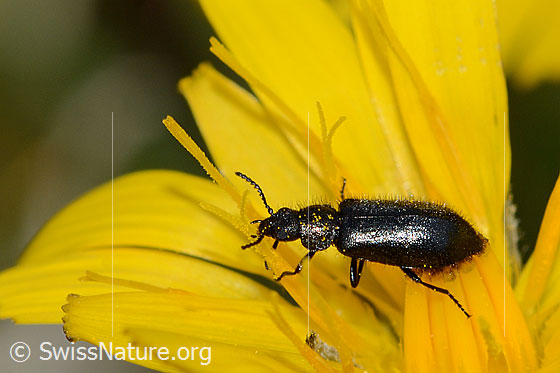 Photo: Dasytes obscurus. View from the side.