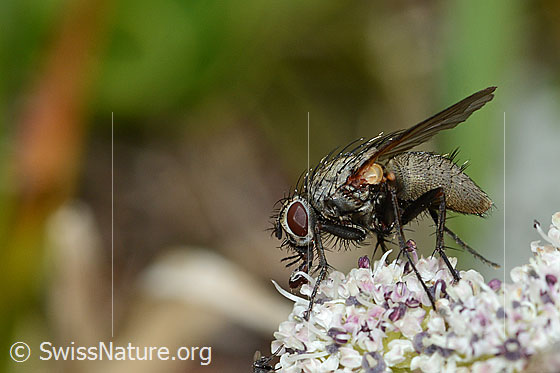 Foto: Wahrscheinlich Helina depuncta (Echte Fliege) auf Zwerg-Mutterwurz (Ligusticum mutellinoides). Länge 8mm. Weibchen. Ansicht von der Seite.