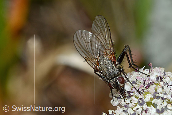 Photo: Probably Helina depuncta on Ligusticum mutellinoides. Length 8mm. Female. View from above.