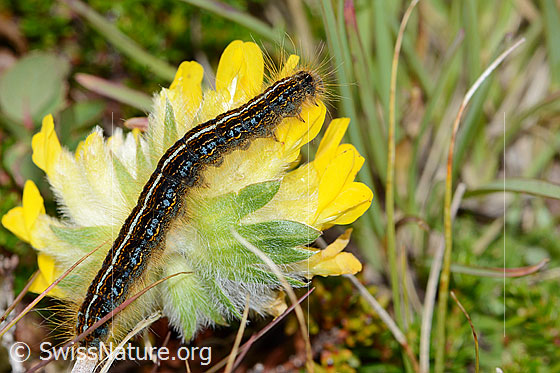 Foto: Alpen-Ringelspinner-Raupe (Malacosoma alpicola) auf Alpen-Wundklee (Anthyllis vulneraria ssp. alpestris)