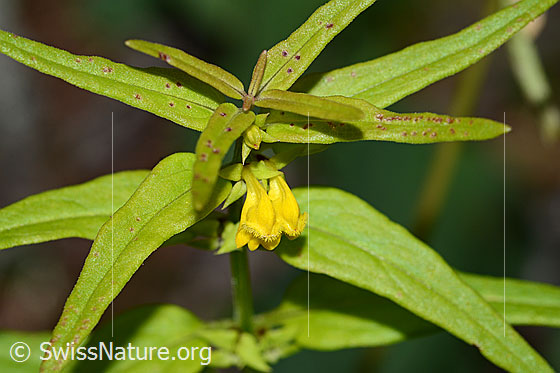 Photo: Melampyrum sylvaticum. Inflorescence and blossoms.