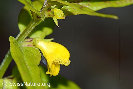 Foto: Wald-Wachtelweizen (Melampyrum sylvaticum). Blüte. Ansicht von der Seite.