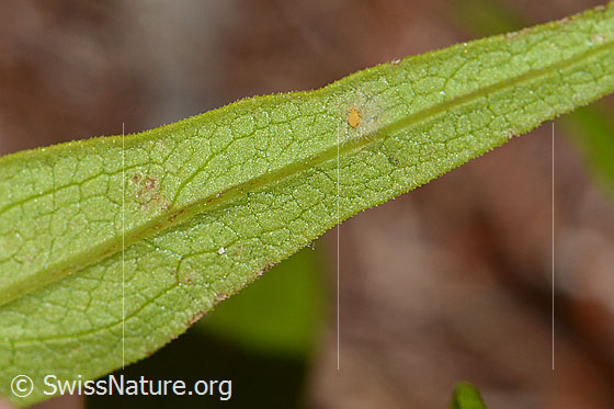 Photo: Melampyrum sylvaticum. Leaf underside.