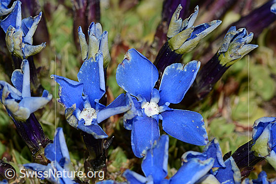 Photo: Gentiana schleicheri. Blossoms.