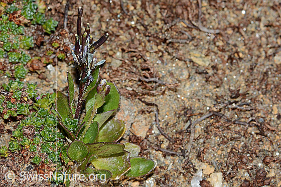 Photo: Arabis caerulea. Whole plant (habit) with fruiting pods.