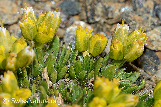Photo: Draba hoppeana, stem, leaves and blossoms.