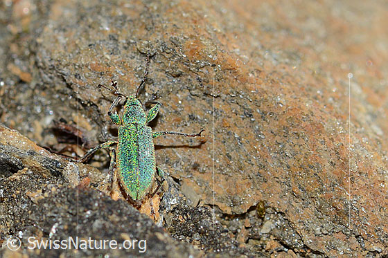 Photo: Phyllobius arborator. Length 7mm. Male. View from above.