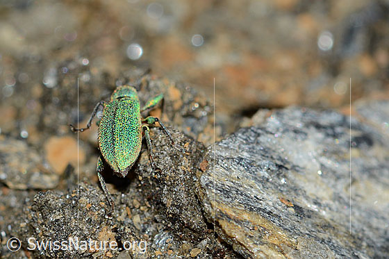Photo: Phyllobius arborator. Length 7mm. Male. View from behind.