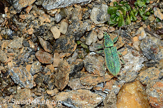 Foto: Gebirgs-Blattrüssler (Phyllobius arborator). Länge 7mm. Männchen. Ansicht von oben.