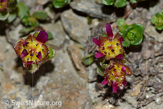 Photo: Saxifraga biflora. Blossoms.