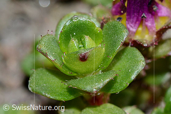 Photo: Saxifraga biflora. Leafrosette. Leafs. Glandular hairs on the leaf margin.