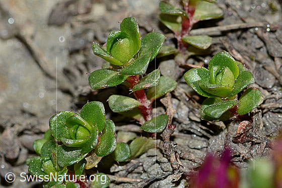 Foto: Zweiblütiger Steinbrech (Saxifraga biflora). Blätter und Stängel.