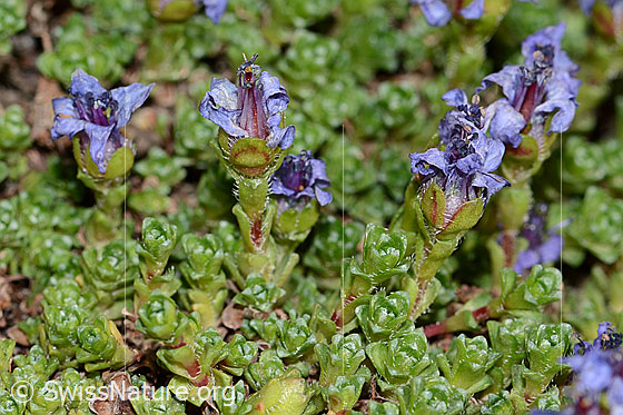 Photo: Saxifraga oppositifolia. Faded flowers.