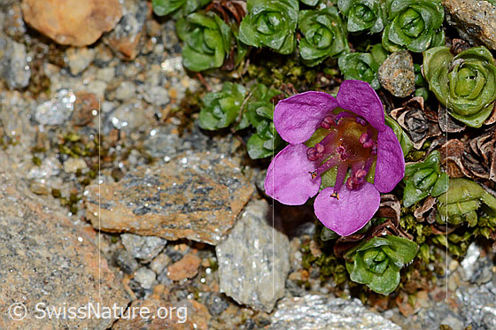 Photo: Saxifraga oppositifolia. Open blossom. View from above.