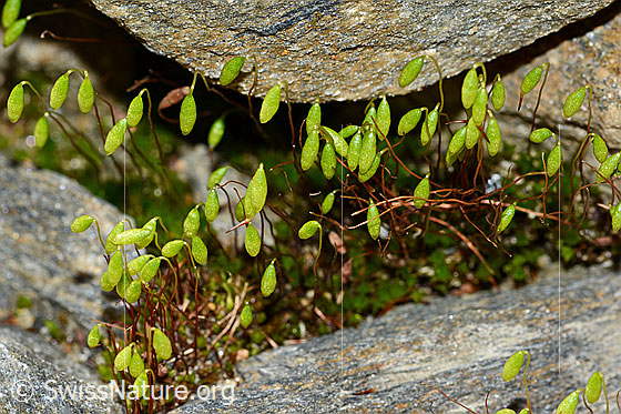 Haar-Birnmoos (Bryum capillare)