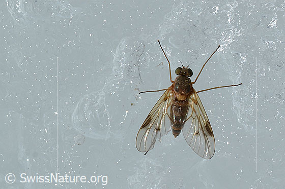 Photo: Probably Rhagio lineola. Length 6 - 8mm. Female. On glacial ice. View from above.