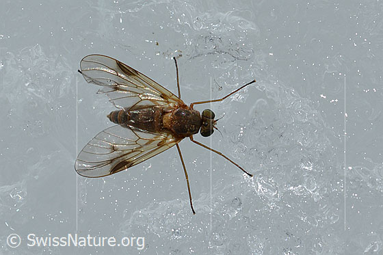Photo: Probably Rhagio lineola. Length 6 - 8mm. Female. On glacial ice. View from above.