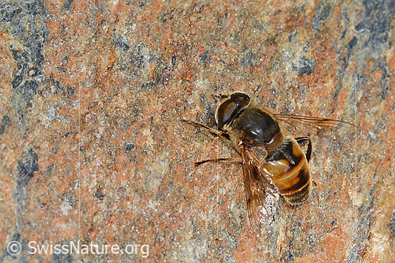 Mistbiene (Eristalis tenax)
