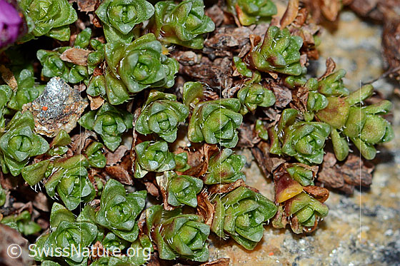 Photo: Saxifraga oppositifolia. Leaves.