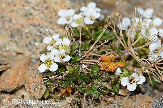 Photo: Pritzelago alpina ssp. Brevicaulis. Whole plant (habiti).
