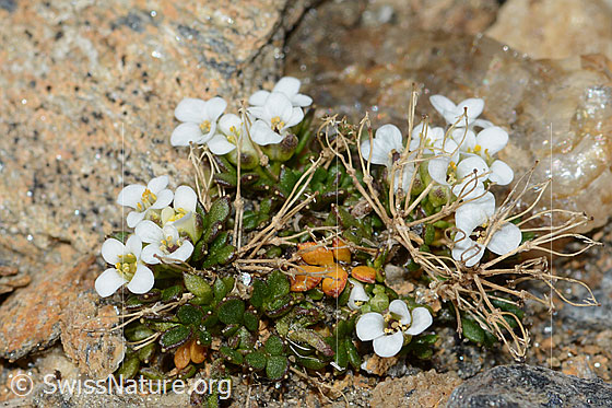 Photo: Pritzelago alpina ssp. Brevicaulis. Whole plant (habiti).
