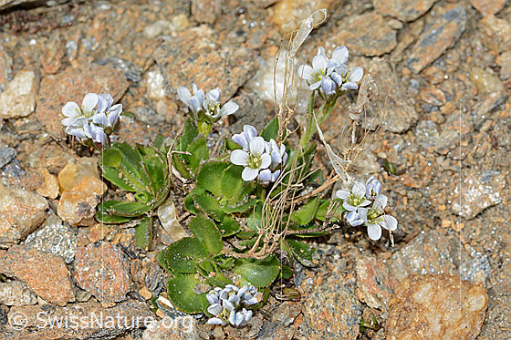 Photo: Arabis caerulea. Whole plant (habiti).