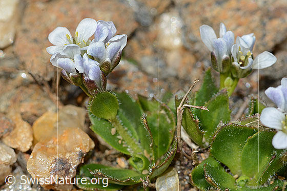 Photo: Arabis caerulea. Blossoms and leaves. Height: approx. 12mm.