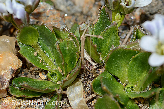 Photo: Arabis caerulea. Stem and leaves.