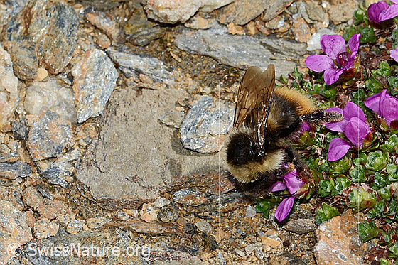Berglandhummel (Bombus monticola) auf Gegenblättrigem Steinbrech (Saxifraga oppositifolia)