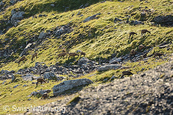 Foto: Gämsen (Rupicapra rupicapra) im Rudel auf steiler Alpweide.