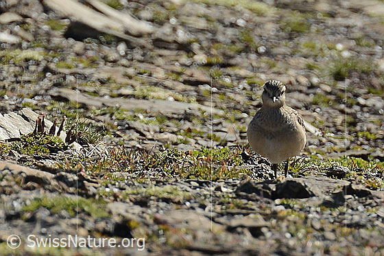 Foto: Mornellregenpfeifer (Eudromias morinellus). Ansicht von vorne.