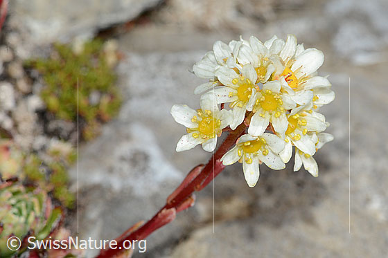 Foto: Trauben-Steinbrech (Saxifraga paniculata). Blüten und Stängel.