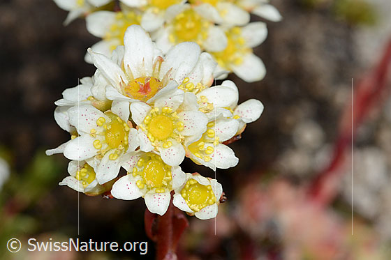 Foto: Trauben-Steinbrech (Saxifraga paniculata). Blüten.