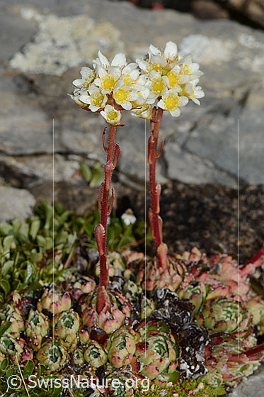 Foto: Trauben-Steinbrech (Saxifraga paniculata). Ganze Pflanze (Habitus). Ansicht von der Seite.