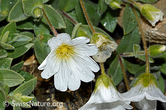 Foto: Breitblättriges Hornkraut (Cerastium latifolium). Blüte.