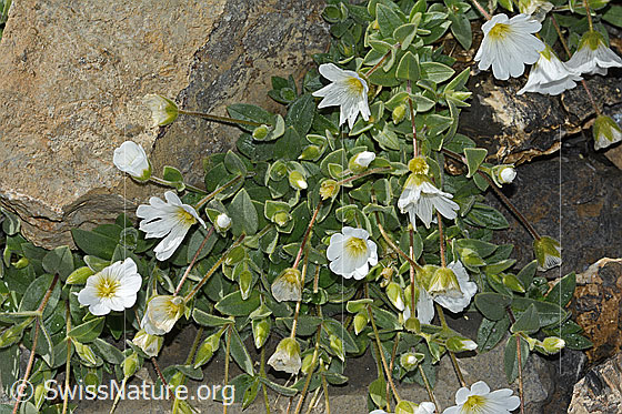 Photo: Cerastium latifolium. Whole plant (habiti).