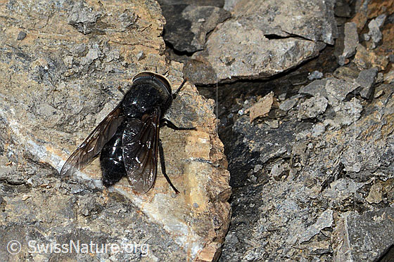 Foto: Hybomitra caucasica (Bremse). Länge 10mm. Männchen. Ansicht von oben.