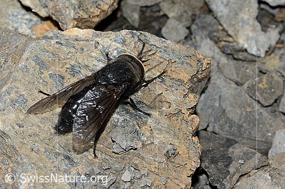 Foto: Hybomitra caucasica (Bremse). Länge 10mm. Männchen. Ansicht von schräg oben.