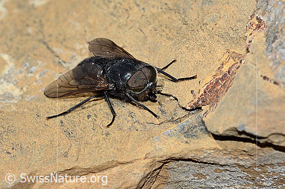 Hybomitra caucasica