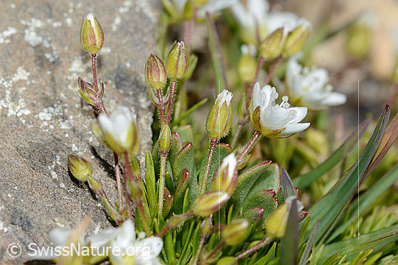 Foto: Bewimpertes Sandkraut (Arenaria ciliata). Stängel und Blüten. Ansicht von der Seite.
