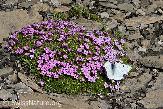Foto: Alpenweissling (Pontia callidice) auf Kalk-Polsternelke (Silene acaulis). Flügel geöffnet. Ansicht von schräg oben.