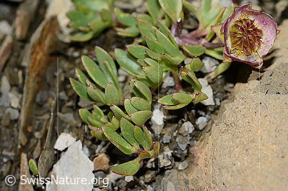 Foto: Gletscher-Hahnenfuss (Ranunculus glacialis). Blätter.
