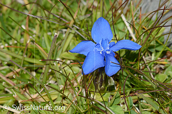 Photo: Probably Gentiana verna. Blossom.