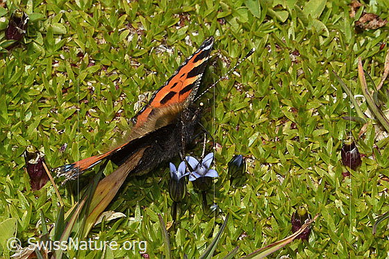 Photo: Aglais urticae on Gentiana tenella. Wings fully open. View from the side.