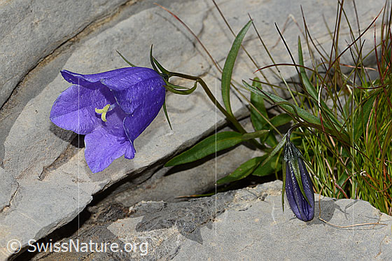 Photo: Campanula cochleariifolia. Whole plant (habiti).