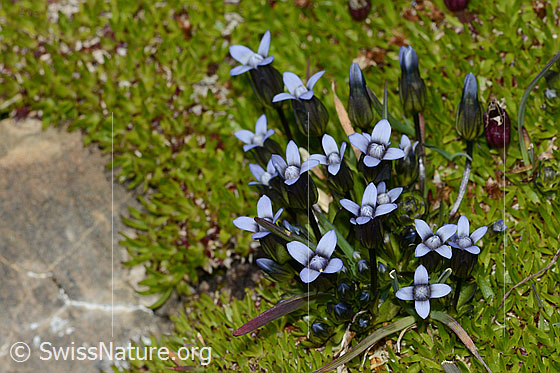 Foto: Zarter Enzian (Gentiana tenella). Ganze Pflanze (Habitus).
