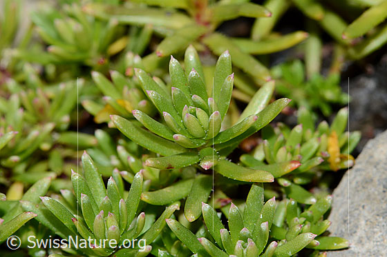 Foto: Bewimperter Steinbrech (Saxifraga aizoides). Blätter.
