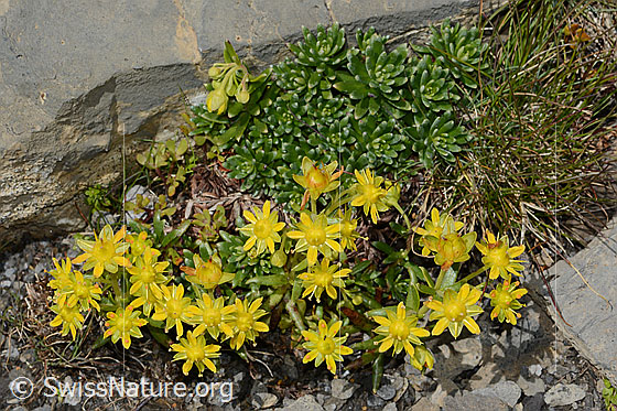 Photo: Saxifraga aizoides. Whole plant (habiti).