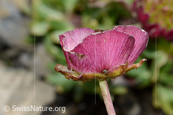 Foto: Gletscher-Hahnenfuss (Ranunculus glacialis). Blüte. Ansicht von der Seite.