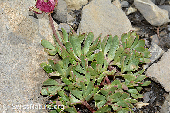Foto: Gletscher-Hahnenfuss (Ranunculus glacialis). Blätter.